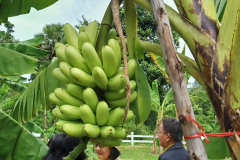 สวนกล้วย-วลัยลักษณ์_๒๐๑๐๒๙_40