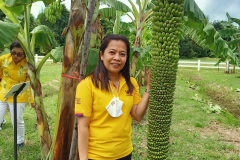 สวนกล้วย-วลัยลักษณ์_๒๐๑๐๒๙_42