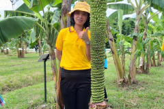 สวนกล้วย-วลัยลักษณ์_๒๐๑๐๒๙_5